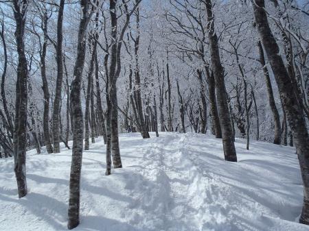 樹氷のトンネルのようになってきた