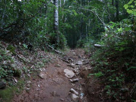 登山道が濡れているということは雨上がりなのかな！？