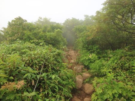 だんだん森林限界に近づいていく。これだけガスられるともう展望は諦めるしかないか