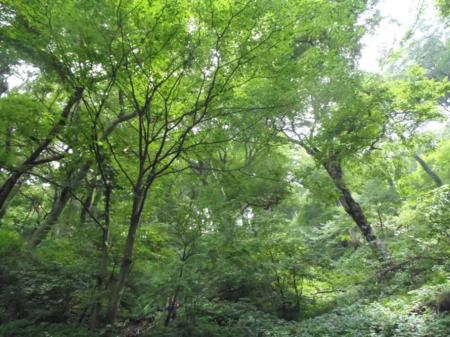 稜線が見えているがつかない。ここかなり急登