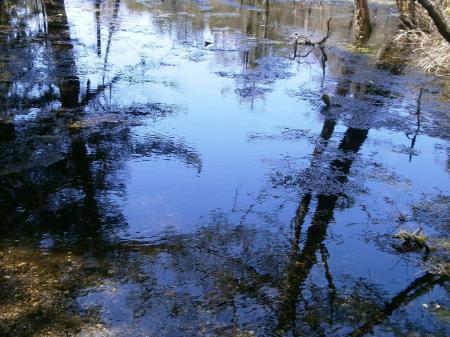 神秘的な青色の水辺に移る樹林
