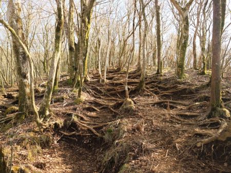 木の根地帯といえばいいのか、こういう登りがひたすら続く。すごい急登ってほどでもないけど平坦な道がないので休まるところがない登りが続く