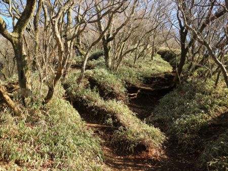 笹地帯になって、この付近は泥で滑りやすく登りにくい。あちこちに踏み跡があって登りやすいところを選んで登る