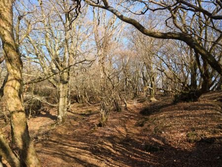 ようやく上が明るくなってきたので山頂が近い。ただ、この付近はだだっ広くてナイトハイキングでの下山時は迷いやすい