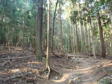 ひたすら樹林帯をあるく