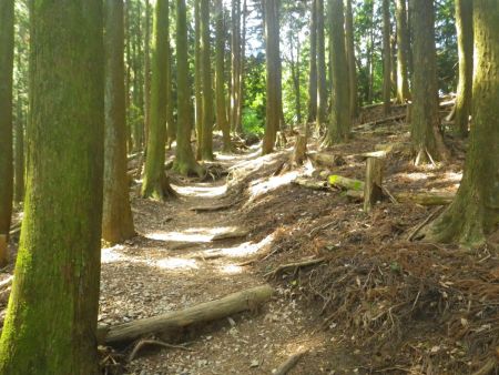 登山道が樹林帯の中でよかった。まだ朝方なのに気温はもうかなり高くなっていたので直射日光だと暑さで体力がやられてしまう
