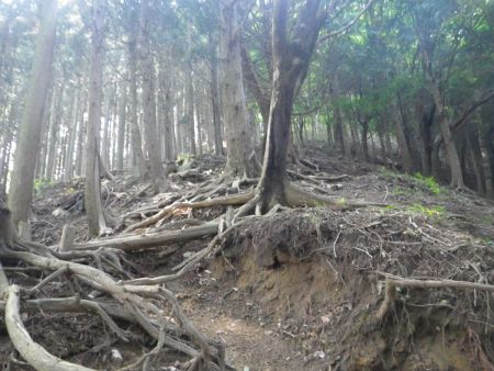 ここから少し急登になる。事前に地図で確認しておいたけど標高100mほどなのでペースを一定にして登ればバテないだろう