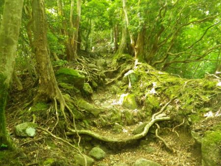 今度は岩場の登りがはじまる。浮石とかはなかったので登りにくいことはなかった