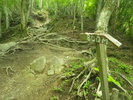 今度は800Mのプレートがあったけど、堀坂峠からの距離だとすれば頂上は近いはず