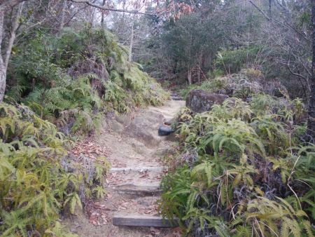 この付近はシダ植物が多い地帯かも
