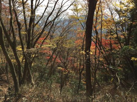 紅葉はまだちょい早かった