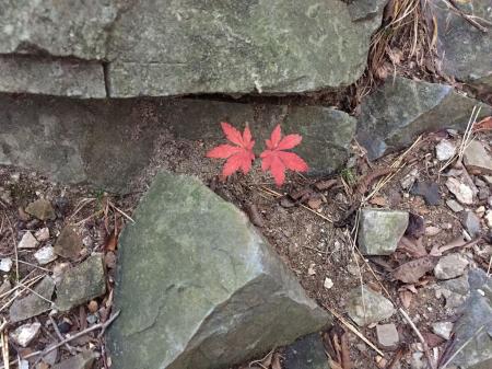 かえで！？珍しい感じがした