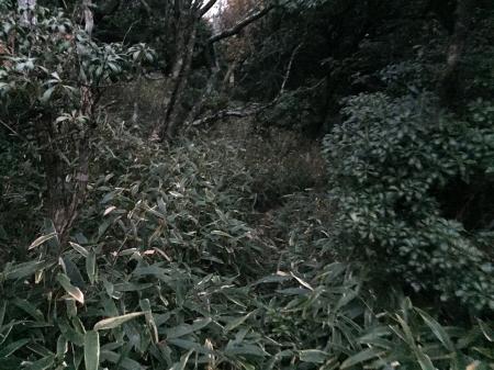 入道ヶ岳直下、ピーク付近にあるすごい笹地帯