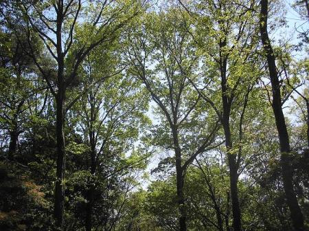 新緑だけどやはり暑い