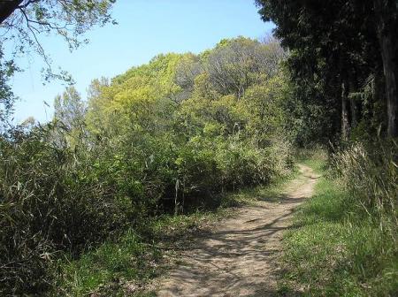 少し明るくなった登山道になった