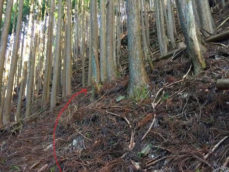 ここからは踏み跡もしかり無理矢理尾根を登る感じになる