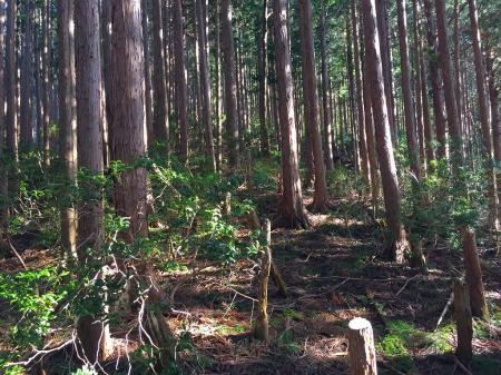 ここまでくると急登が終わる。