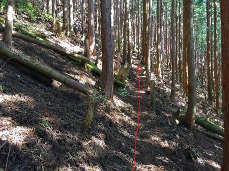標高1000mあたりからはっきりした踏み跡がでてくる。尾根を斜めにトラバースしているので、ちょっと不安になるが谷にさしかかるところで折れるので大丈夫