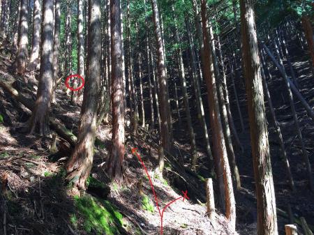谷に差しかかるが、ここで左に折れて尾根を登る。向こう側には黄色のペンキ印の木があるが、谷を渡らないこと。