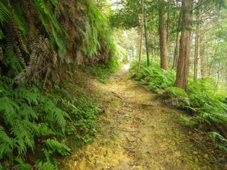 ここからつづら折れの登山道になっていたので楽々登っていけた。体力的にはそんな息切れもしてないし大丈夫