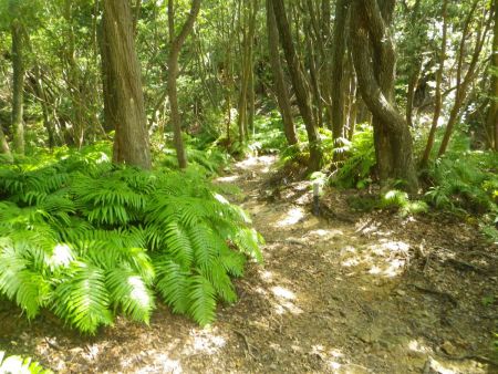 樹林帯の中に入ると暑さはマシ。この山はシダ植物が多いけど、やはり気温の関係なのかな！？