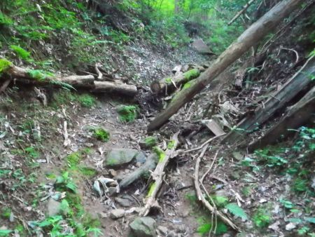 登山道は少し荒れた感じはあるけど踏み跡はしっかりある