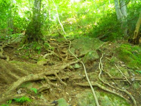 ロープ場があった。こういう少し急登なところを登ってはつづら折れの道の連続になる