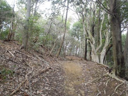人気ないルートだが登山道はしっかりしている