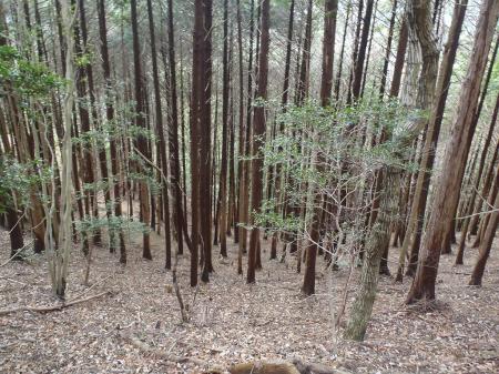 植林？地帯のようなところがあった
