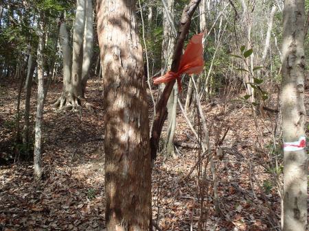 このようなテープが巻かれている