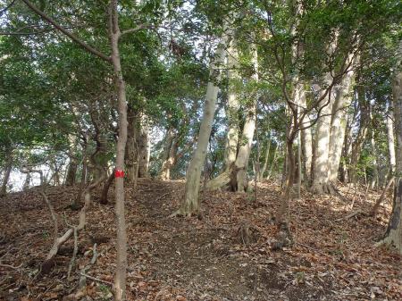 あくまでテープを確認しながら尾根にあがっていく