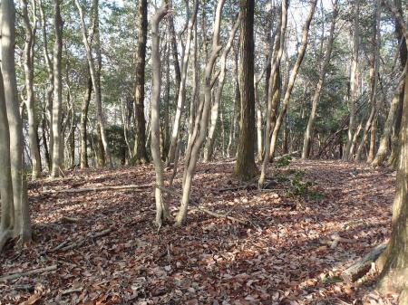 この付近が456mピーク付近。何もなし。ちなみにここからの下りは少しの間テープなしで北側へ下っていく