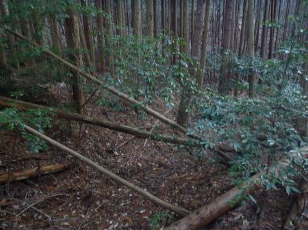 四辻からの道はしっかりしているものの時折荒れている