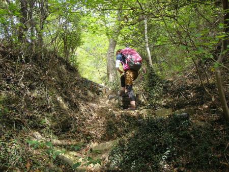 稜線にでるまでは急登が続く