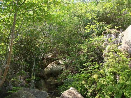 この付近から岩場になる