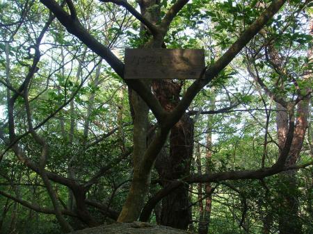 下山途中のピークにあった”なかみ山 山頂(537m)”のプレート。こんな山ははじめてしった