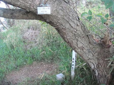 こんなところに雨ヶ峠(621.3m)のプレートと三角点があった