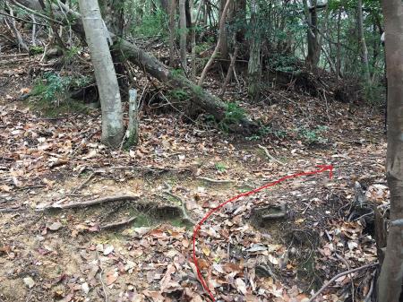 ここまでくると急登は終わる。テープに従って右へ行くと登山道に出る