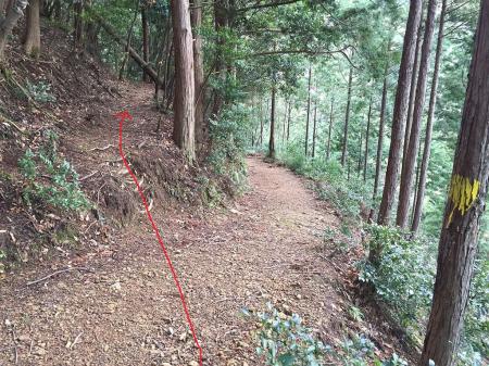 ここで登山道に出会うが廃線跡ルートは直進する