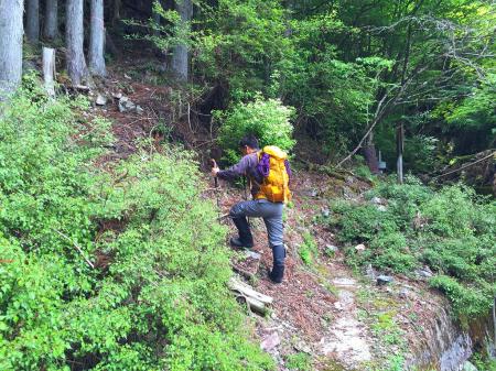 ここから本格的な入山。植林地に入っていきます