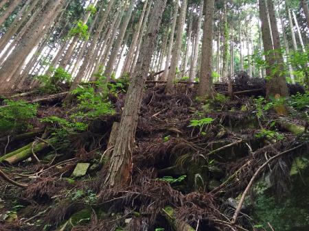 最初はこの急登をジグザグいきますが、尾根の登りからはこのくらいの斜面を直登することになります。しかも強力の頭の手前まで＠＠；