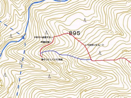 青線が本来登ろうとしていた尾根。行き過ぎちゃったので戻るか考えていたところ、P895に登って尾根に合流できそうだったのでそっちのルートをとることにした