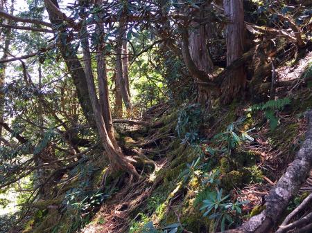 シャクナゲが現れだすと稜線直下であともう少し！