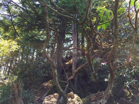 やっとピークが見えました