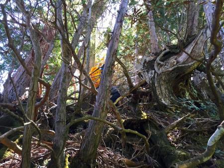 このピークは木だらけで歩きにくかった