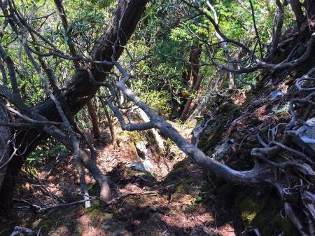 こういうところを無理矢理下っていく。ちなみに、ここからは何度も崖にぶちあたり、ルーファイしながら降りていくが、もはや撮影してる間もなかった