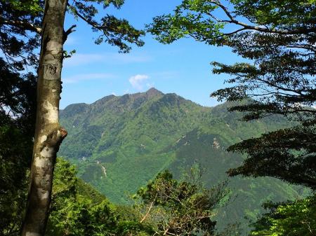 樹林の間から綺麗に大普賢岳が見えた。カッコいいね～