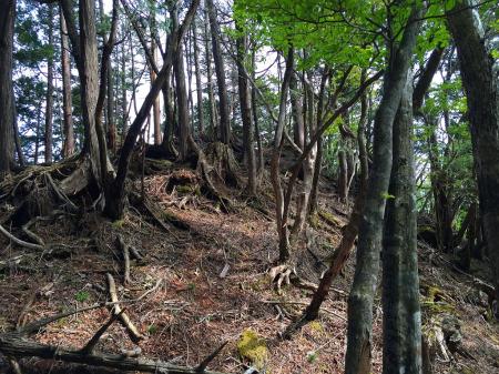 P1368地点。ここからはテープもあるし平和的な下りになる