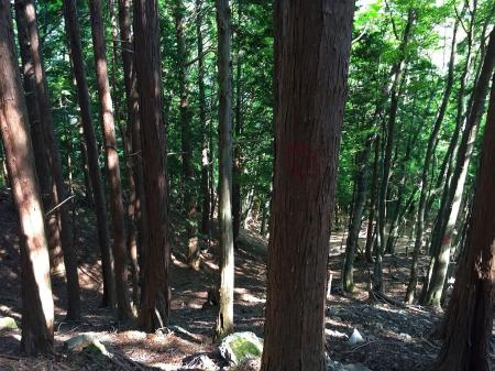 やっと植林地になってきた