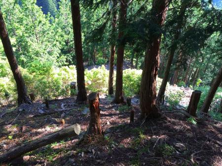 この明るくなっているところまできたらあと少し！